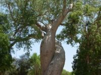 Que sera le Monde si nous mondialisons la&nbsp;Fraternité